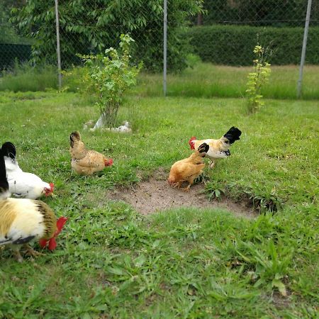 Ardea Alba Apartman Wunstorf Kültér fotó