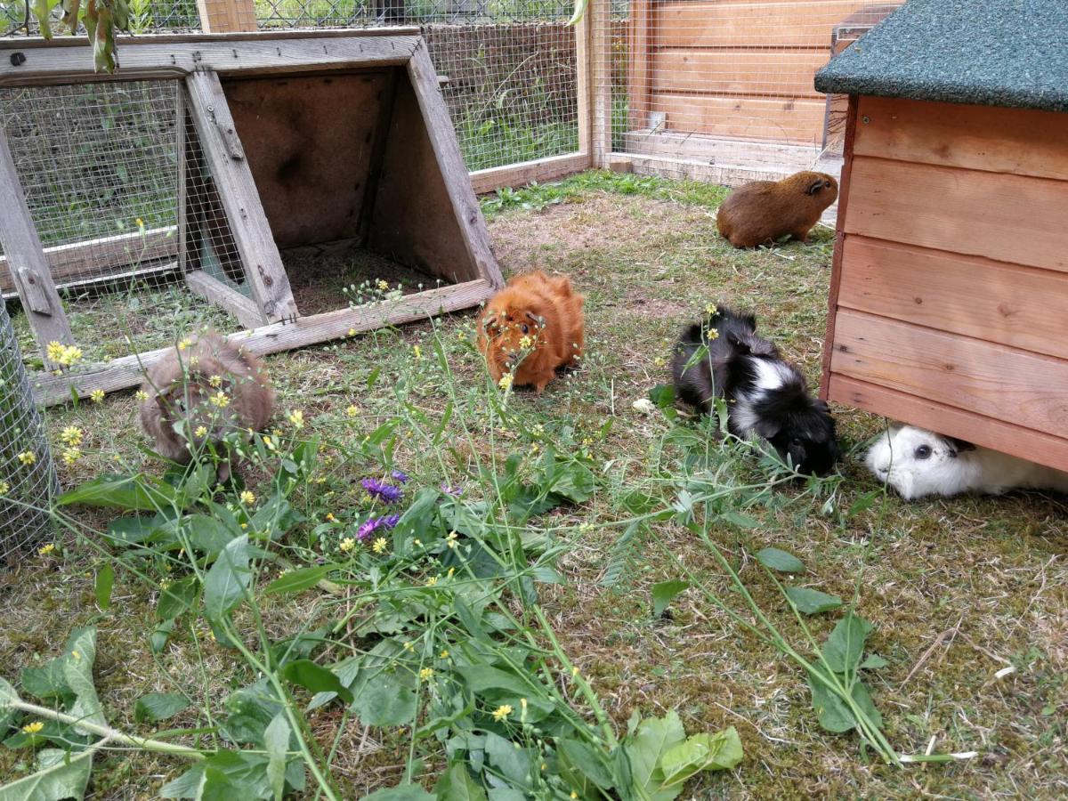 Ardea Alba Apartman Wunstorf Kültér fotó